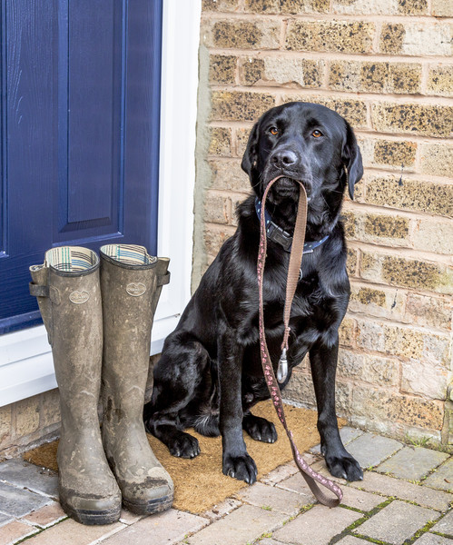 One more reason for ‘walkies’!